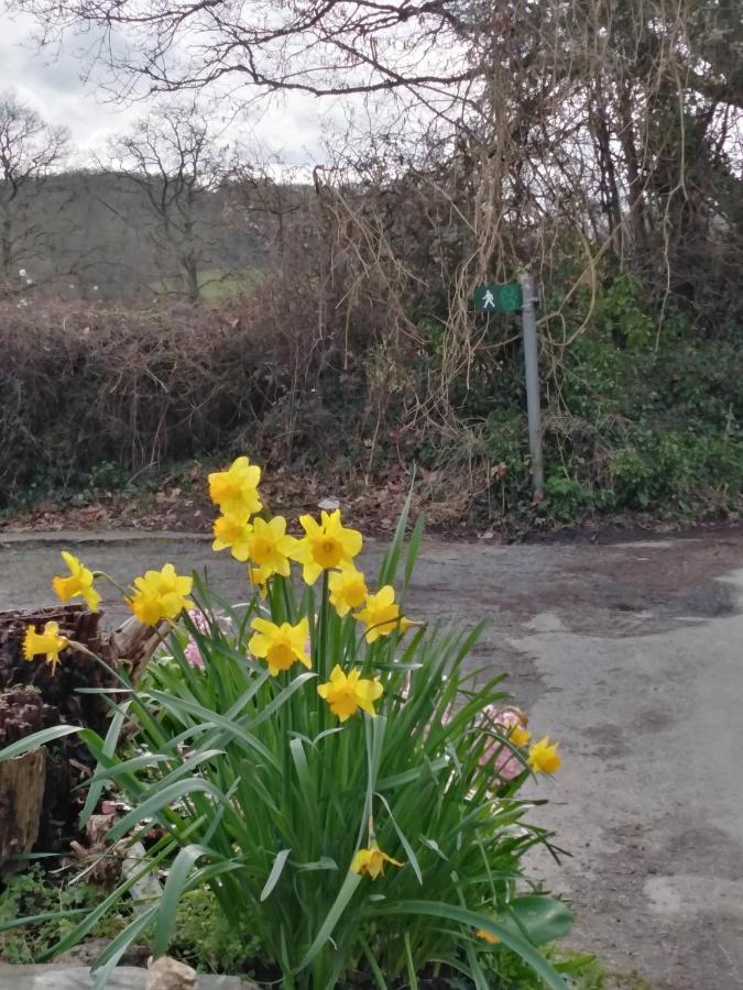 The Mill Cottage Llechryd Exterior photo